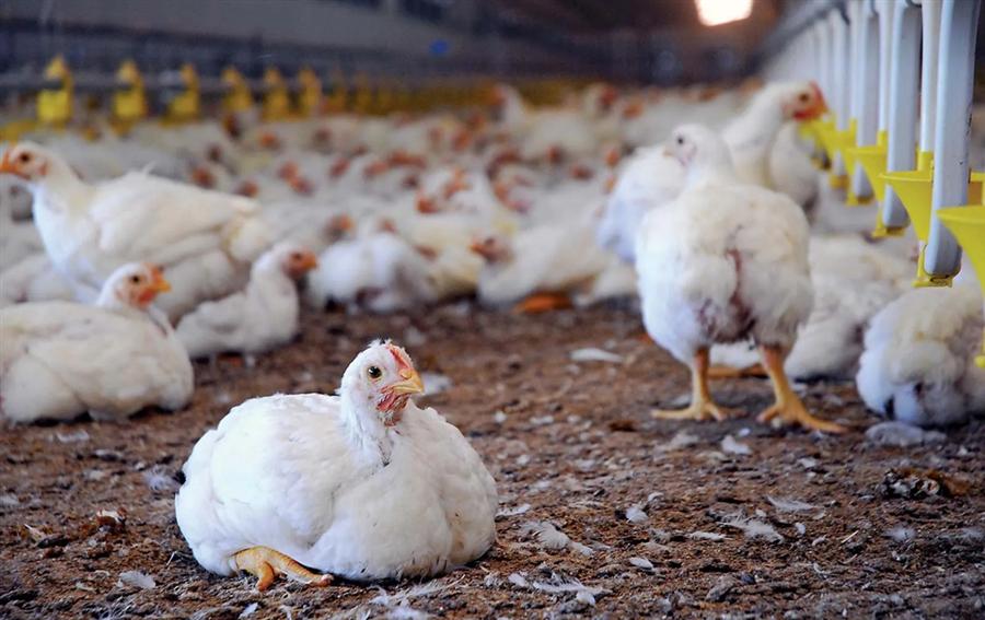 Poultry and Egg Prices Decline Amid Production Surplus