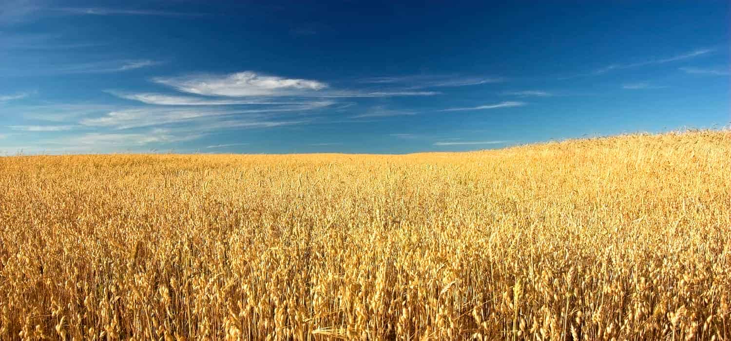 Egypt’s strategic wheat reserves sufficient for 3 months: Moselhy