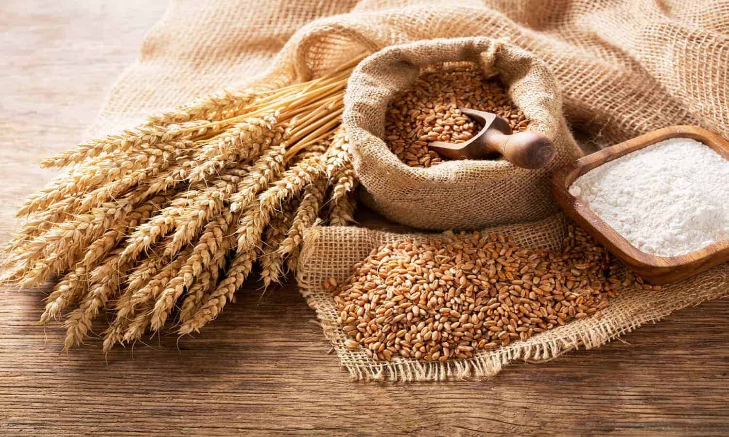 مصر تنجح في توريد 4 مليون طن قمح محلي بزيادة نصف مليون طن عن العام الماضي